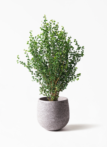 観葉植物 フィカス ベンジャミン 8号 バロック ファイバークレイ Gray 