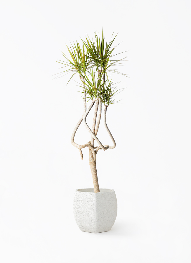 concinna-ryu-91_1.jpg?1703751470