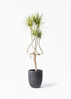 concinna-ryu-77_1.jpg?1703751502