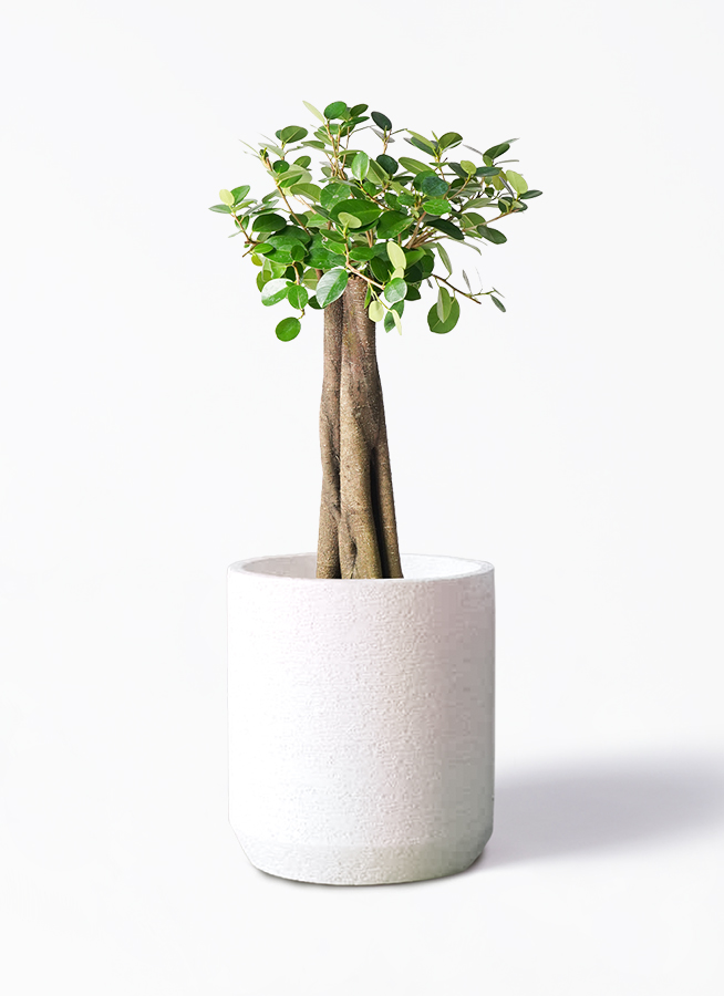 パンダ ガジュマル 朴仕立て | 観葉植物通販 HitoHana（ひとはな）