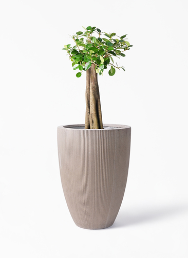 chinese-banyan-panda-82_1.jpg?