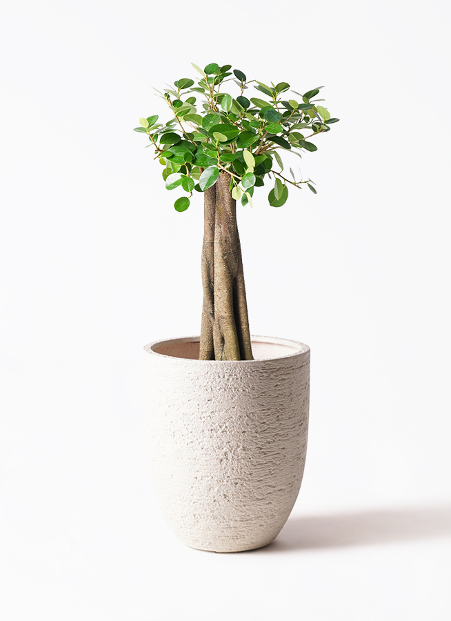 ガジュマル 8号 | 観葉植物通販HitoHana(ひとはな)
