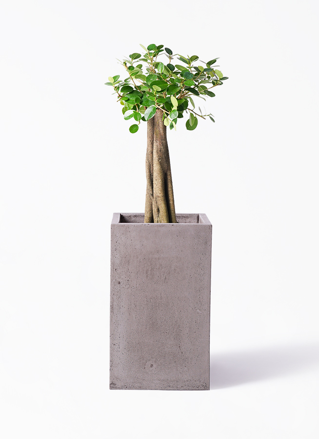 観葉植物 ガジュマル 8号 パンダ 朴仕立て セドナロング グレイ