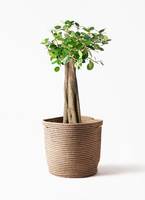 chinese-banyan-panda-6_1.jpg?