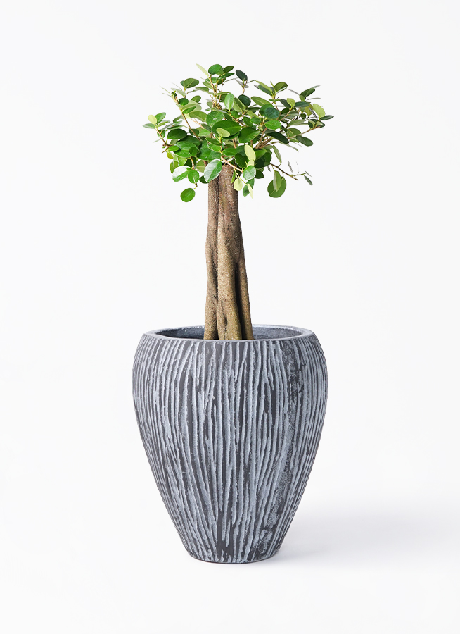 パンダ ガジュマル 朴仕立て | 観葉植物通販 HitoHana（ひとはな）