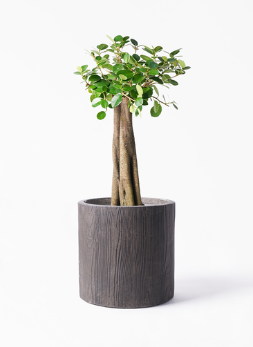 パンダガジュマル　8号サイズ　背丈85センチ chinese-banyan-panda-57_1.jpg?