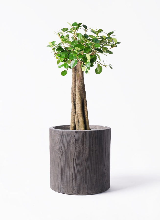 観葉植物 ガジュマル 8号 パンダ 朴仕立て アルファ シリンダー