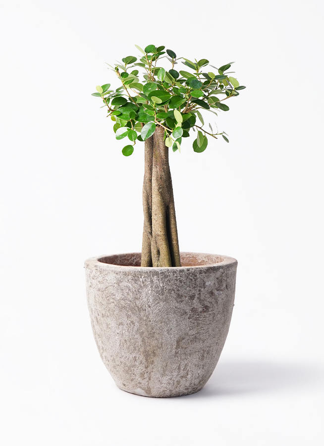 パンダ ガジュマル 朴仕立て | 観葉植物通販 HitoHana（ひとはな）