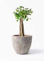 chinese-banyan-panda-55_1.jpg?