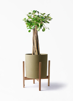 chinese-banyan-panda-44_1.jpg?