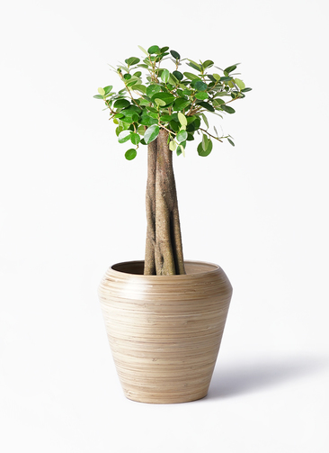 chinese-banyan-panda-41_1.jpg?