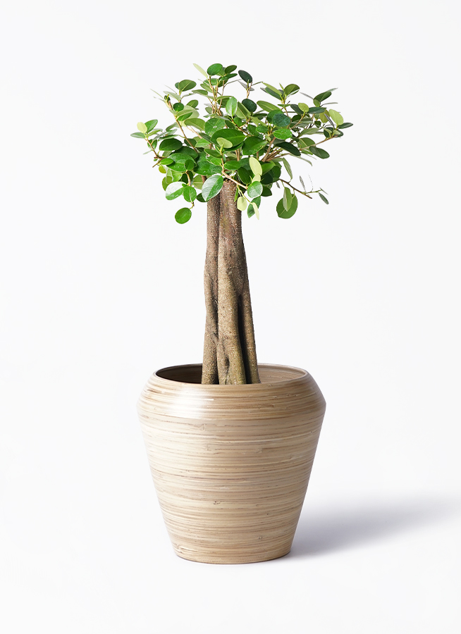 パンダ ガジュマル 朴仕立て | 観葉植物通販 HitoHana（ひとはな）