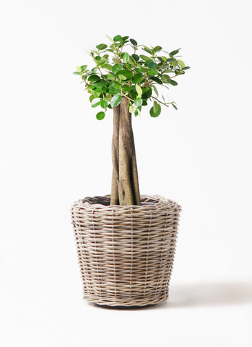 chinese-banyan-panda-38_1.jpg?