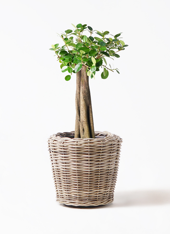 超特大サイズ　ガジュマル　パンダ　盆栽　ソテツ　オリーブの木　枯木 chinese-banyan-panda-38_1.jpg?