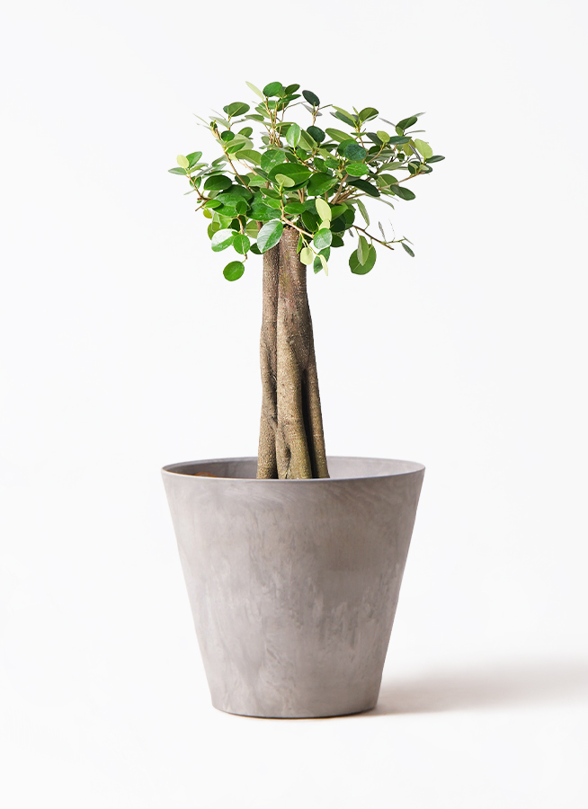 パンダガジュマル　8号サイズ パンダガジュマル 8号鉢植え* の通販 | 園芸ネット