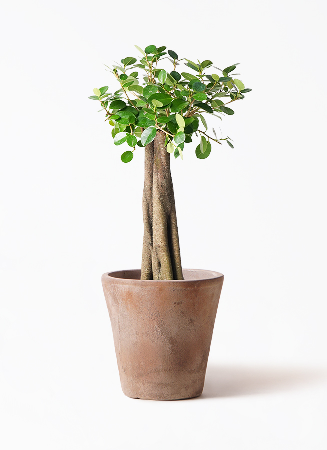 ガジュマル 8号 | 観葉植物通販HitoHana(ひとはな)