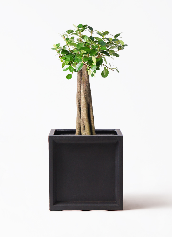 パンダ ガジュマル 朴仕立て | 観葉植物通販 HitoHana（ひとはな）