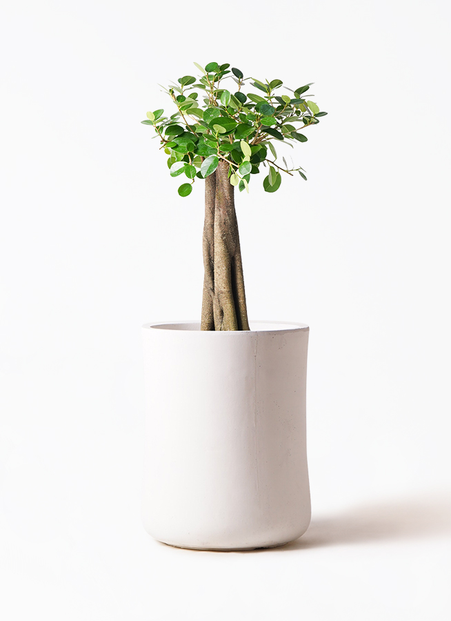 【現品】ガジュマル　8号　白鉢　（2） 盆栽風 ガジュマル 8号 陶器鉢 通販 販売｜観葉植物のブルーミング