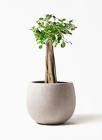 chinese-banyan-panda-32_1.jpg?
