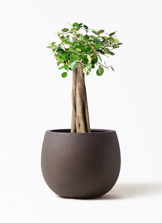 パンダ ガジュマル 朴仕立て | 観葉植物通販 HitoHana（ひとはな）