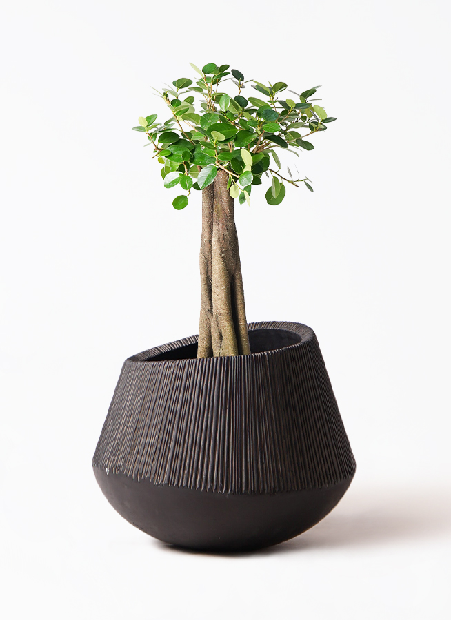 観葉植物 ガジュマル 8号 パンダ 朴仕立て エディラウンド 黒