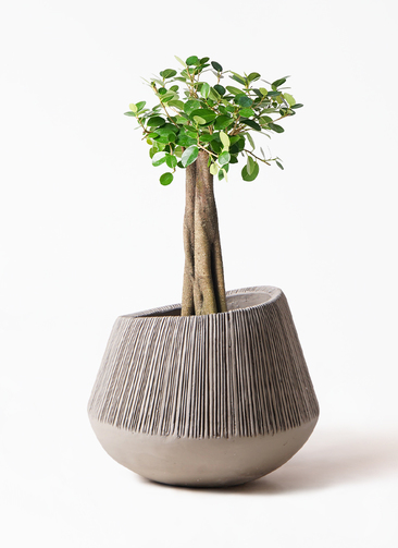 chinese-banyan-panda-27_1.jpg?