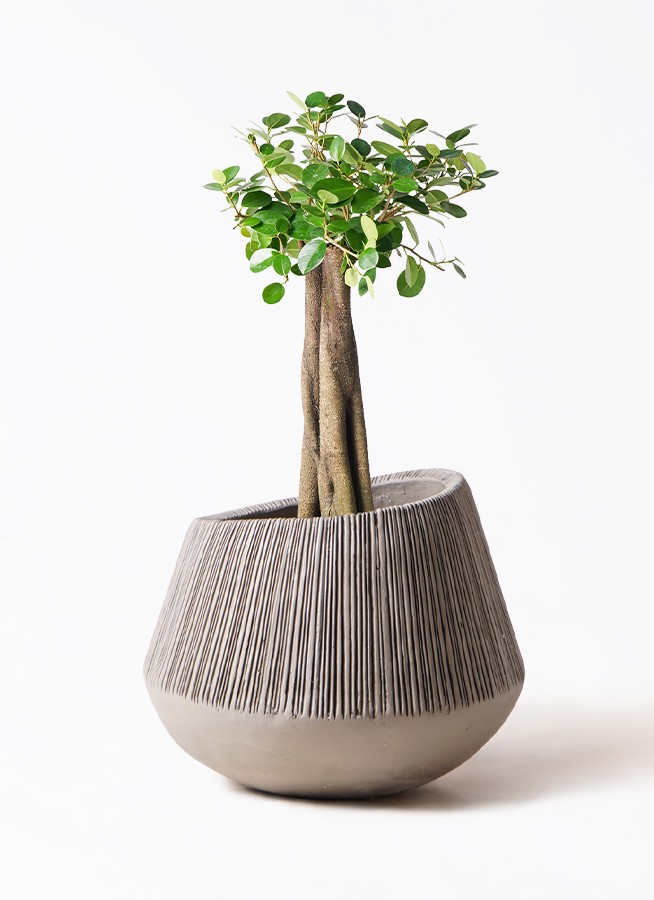 ガジュマル 8の字仕立て（Yラベル）8寸鉢 ガジュマル 8の字仕立て（Y