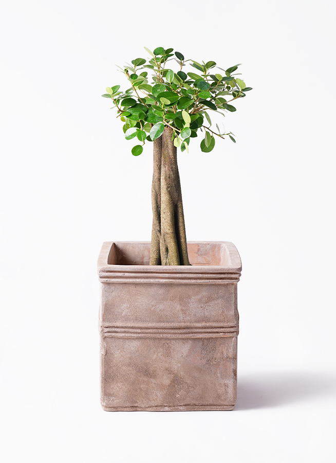 chinese-banyan-panda-24_1.jpg?