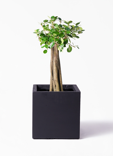 観葉植物 ガジュマル 8号 パンダ 朴仕立て ベータ キューブ 観葉植物 ガジュマル 8号 パンダ 朴仕立て ベータ キューブ