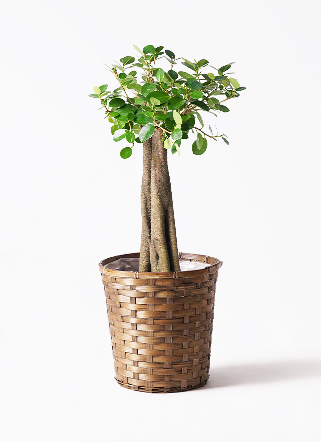 観葉植物 ガジュマル 8号 パンダ 朴仕立て 竹バスケット 付き