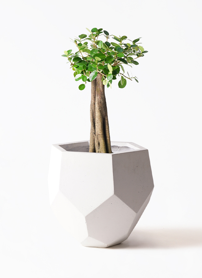 観葉植物 ガジュマル 8号 パンダ 朴仕立て ポリゴヘクサ 白 付き