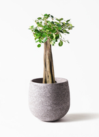 chinese-banyan-panda-13_1.jpg?