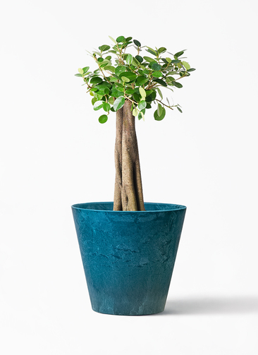 chinese-banyan-panda-101_1.jpg