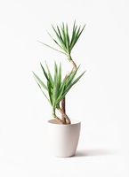 C ユッカ 230cm 黒い鉢 鉢 植木鉢 ビッグ鉢100L型 黒 10個組 ≪代引不可≫ 国華園 : 花
