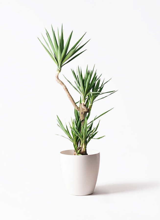 観葉植物 ユッカ 10号 曲り プラスチック鉢 | 観葉植物なら