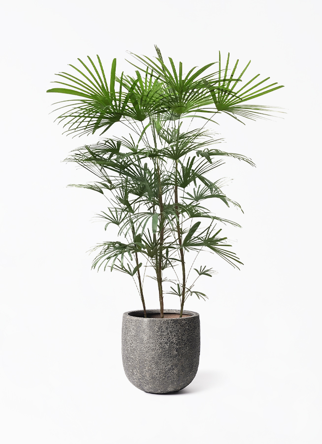 シュロ竹 シュロチク 8号紺のプラスチック鉢 背丈 【公式通販】