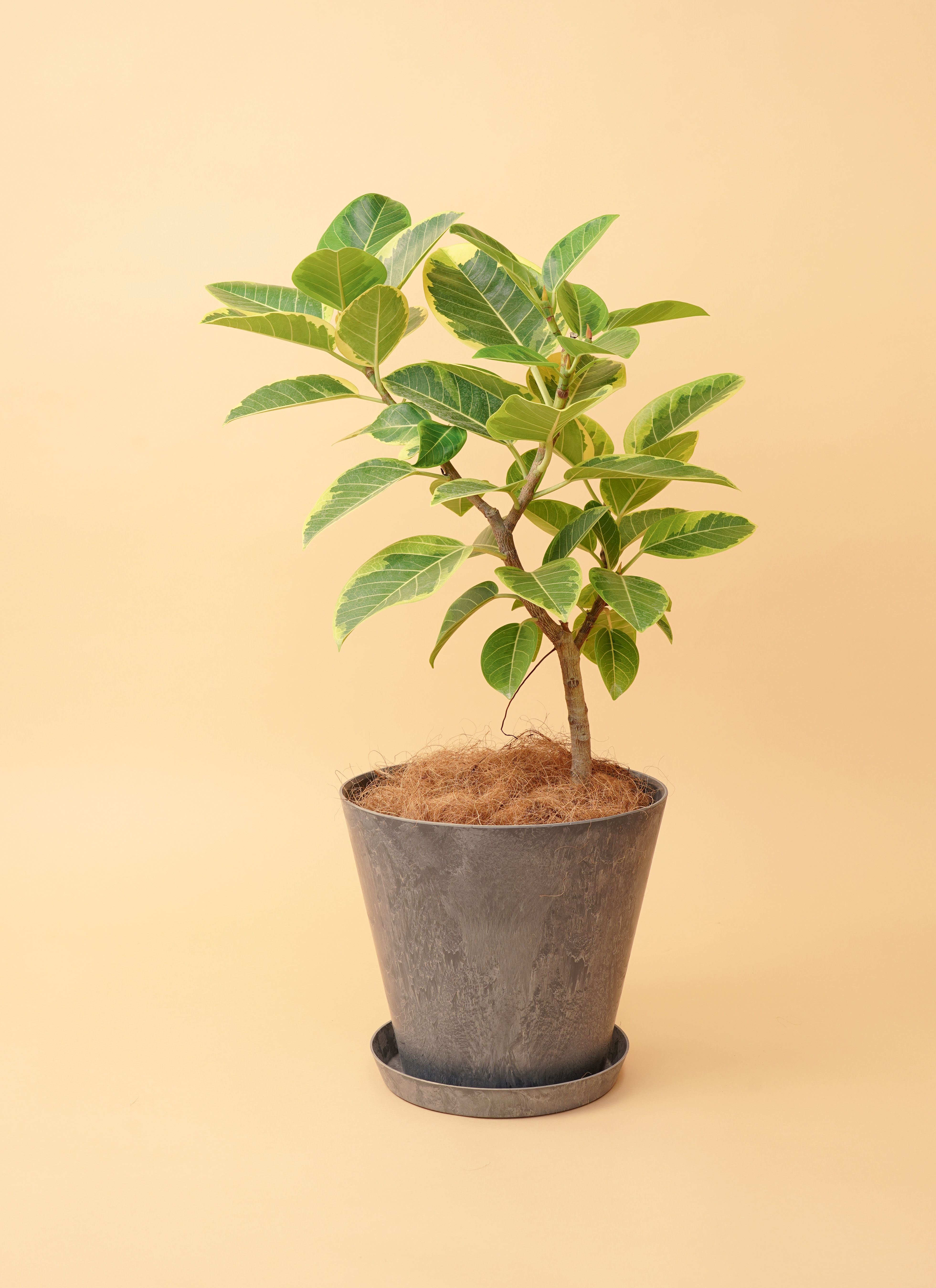 観葉植物 フィカス アルテシーマ 【お祝いにおすすめ】7号 アート