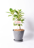 フィカス アルテシマ ファイバー鉢 お皿付き 園芸ネット本店｜[送料無料]フィカス：アルテシマ 8号鉢植え（皿付き