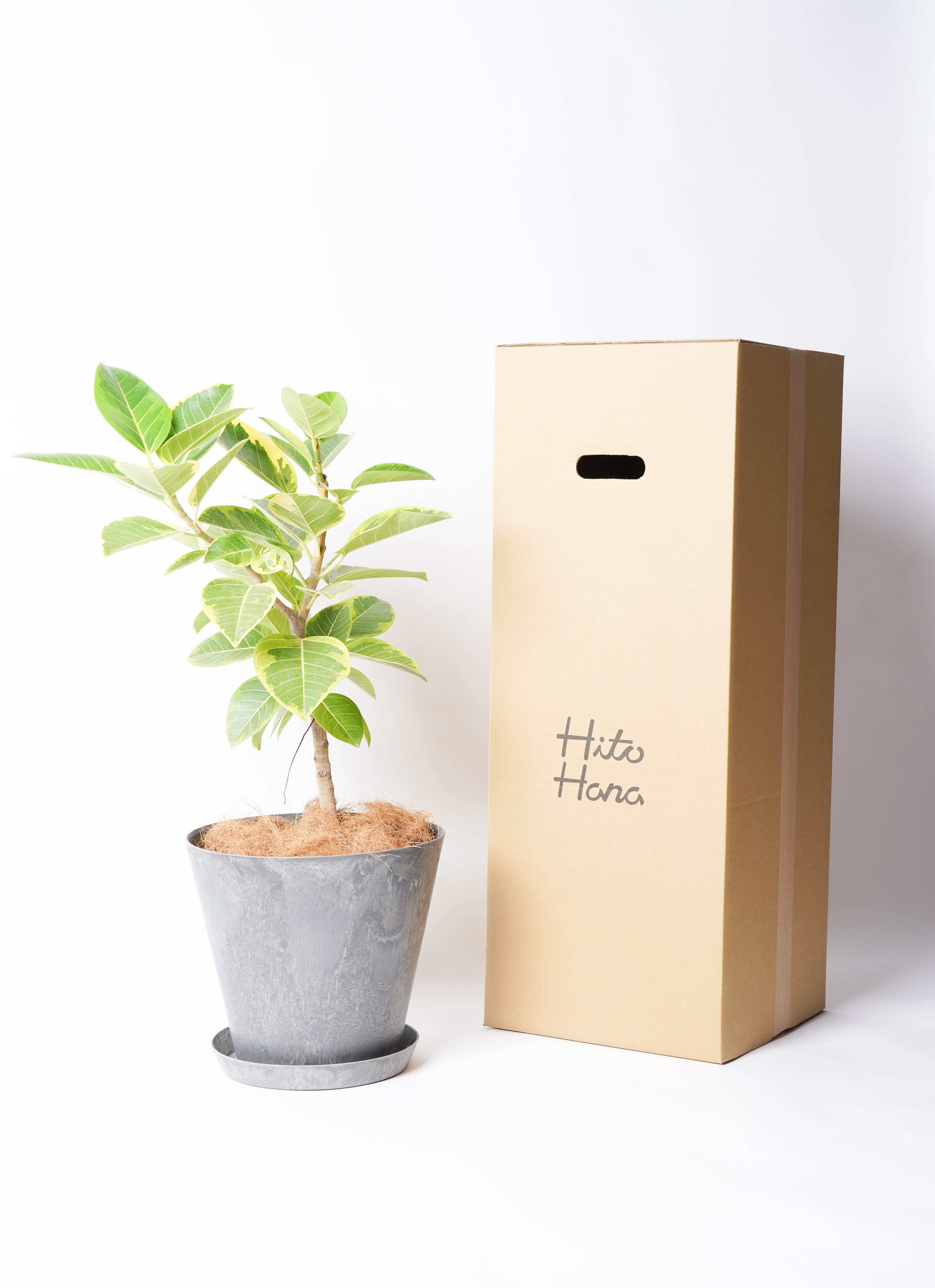 観葉植物 フィカス アルテシーマ 【お祝いにおすすめ】7号 アート