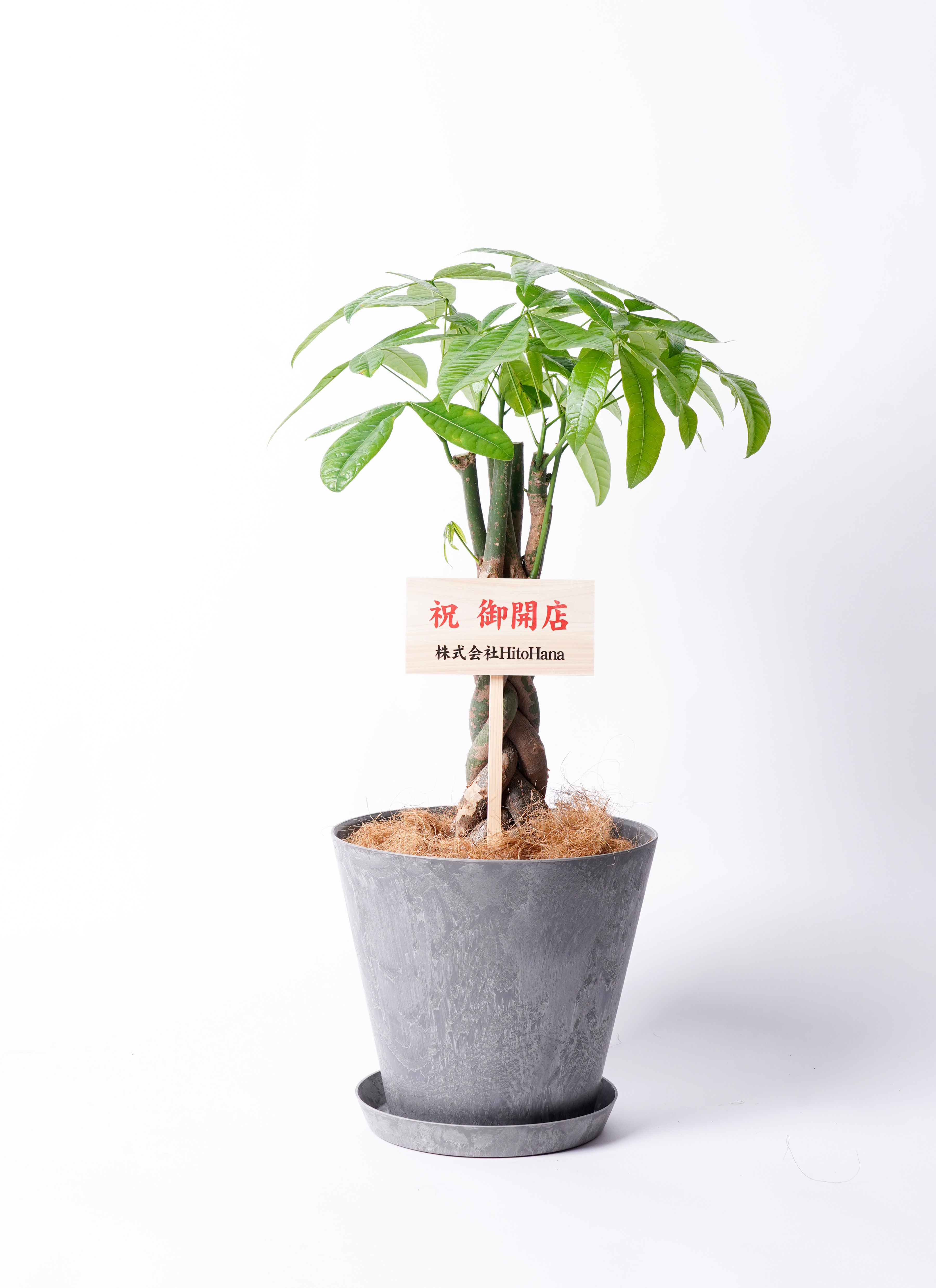 観葉植物 パキラ 【お祝いにおすすめ】7号 ねじり アートストーン