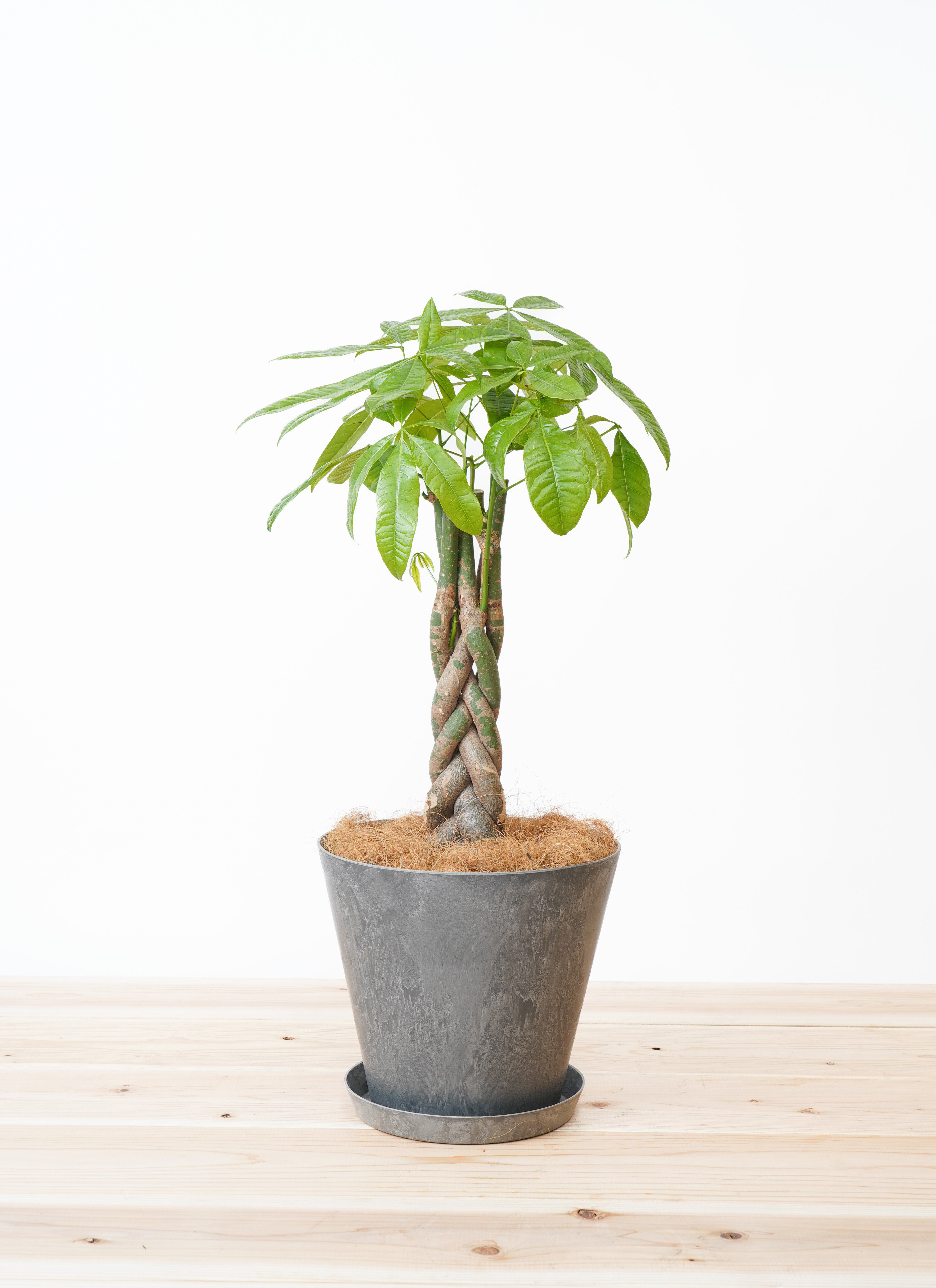 観葉植物 パキラ 【お祝いにおすすめ】7号 ねじり アートストーン