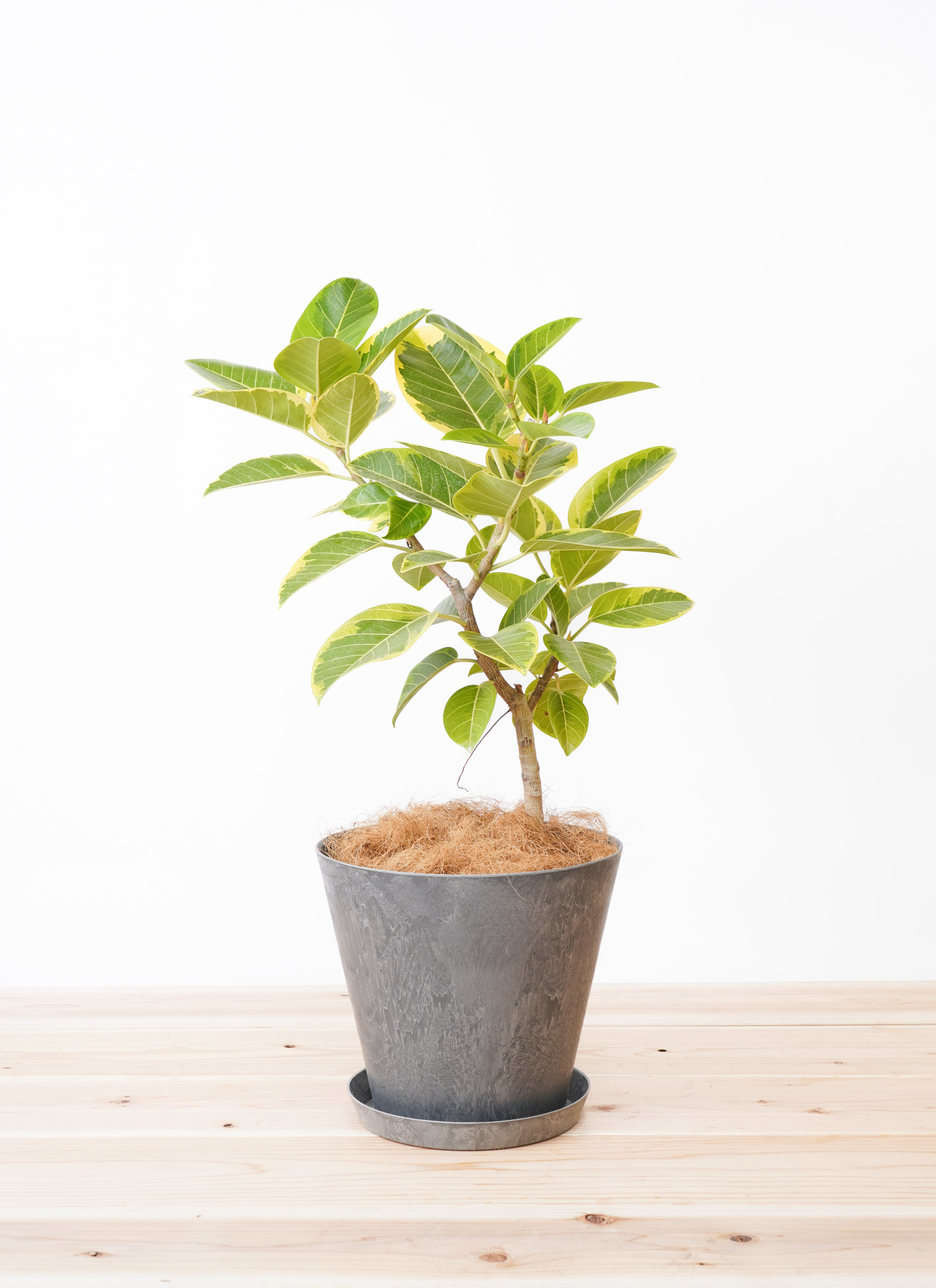 観葉植物 フィカス アルテシーマ 【お祝いにおすすめ】7号 アート