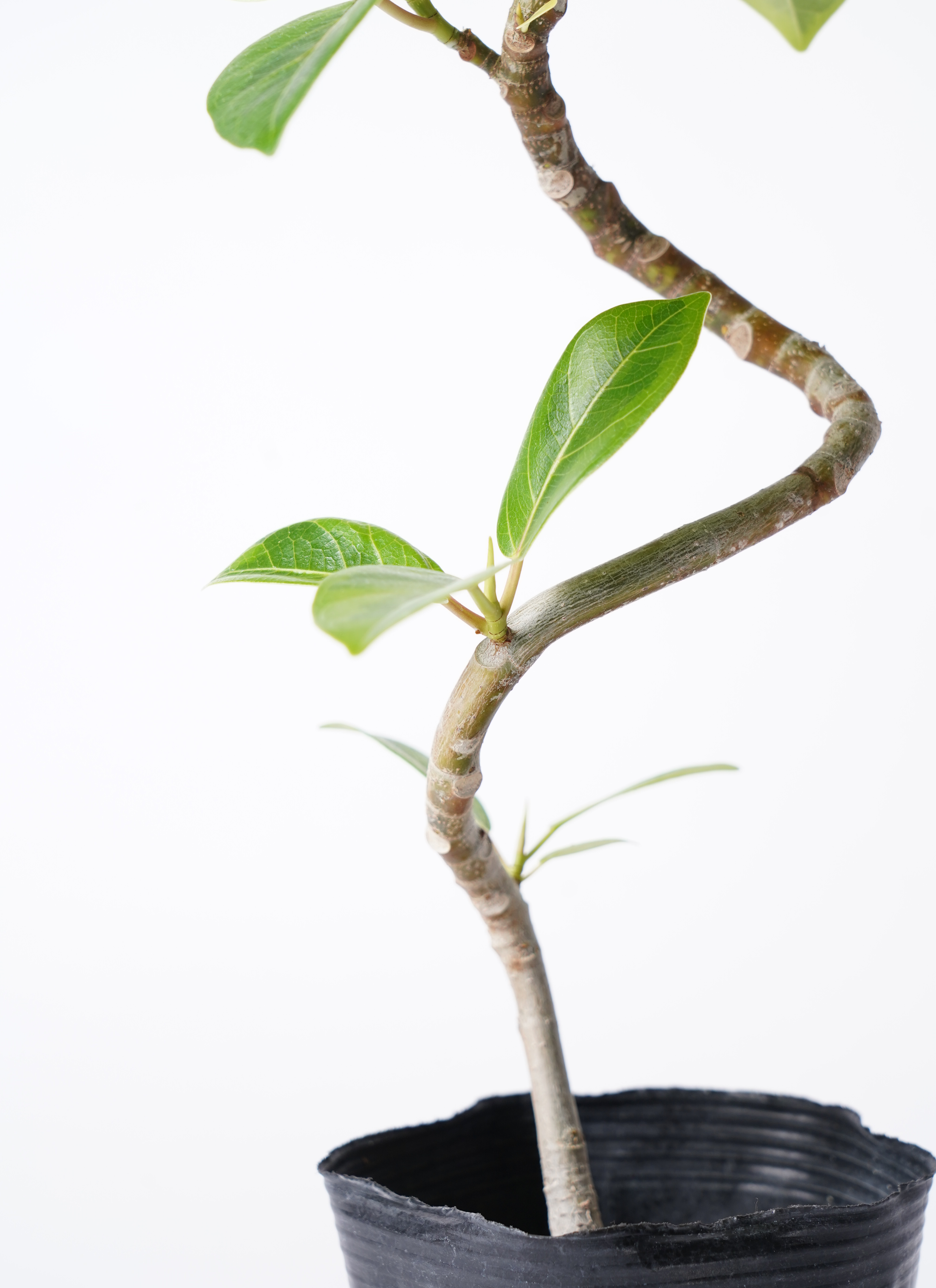 フィカス　アルテシマ　4 観葉植物 フィカス アルテシーマ 4号 曲り エッシ 16 H ブラック 付き