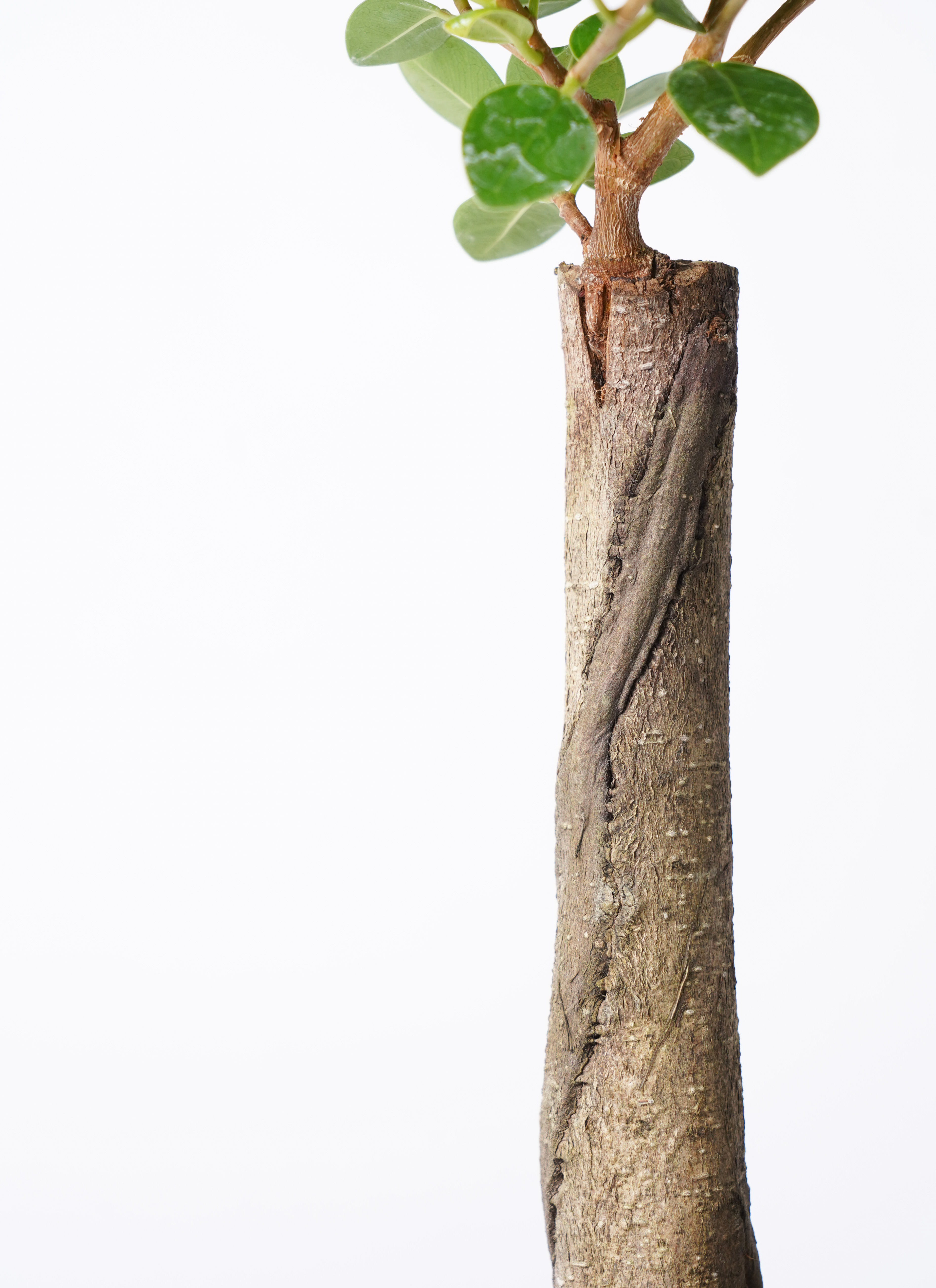 観葉植物 ガジュマル 4号 パンダ 朴仕立て プラスチック鉢 | 観葉植物