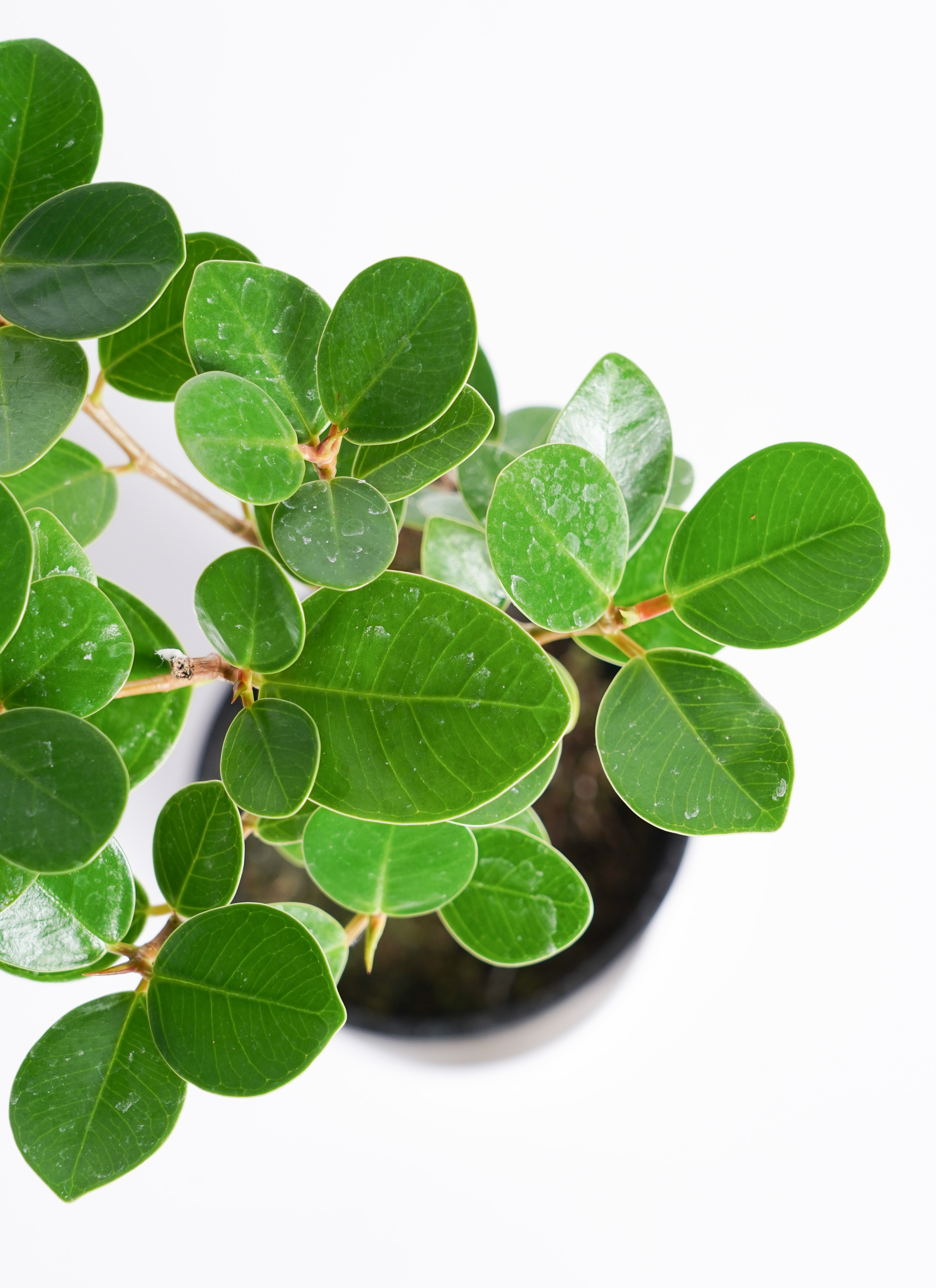 ⭐︎はるん⭐︎です♪2点セット！ミリオンバンブー10本　ガジュマル パンダ 楽天市場】【現品・現物】大型商品にて日時指定ができません