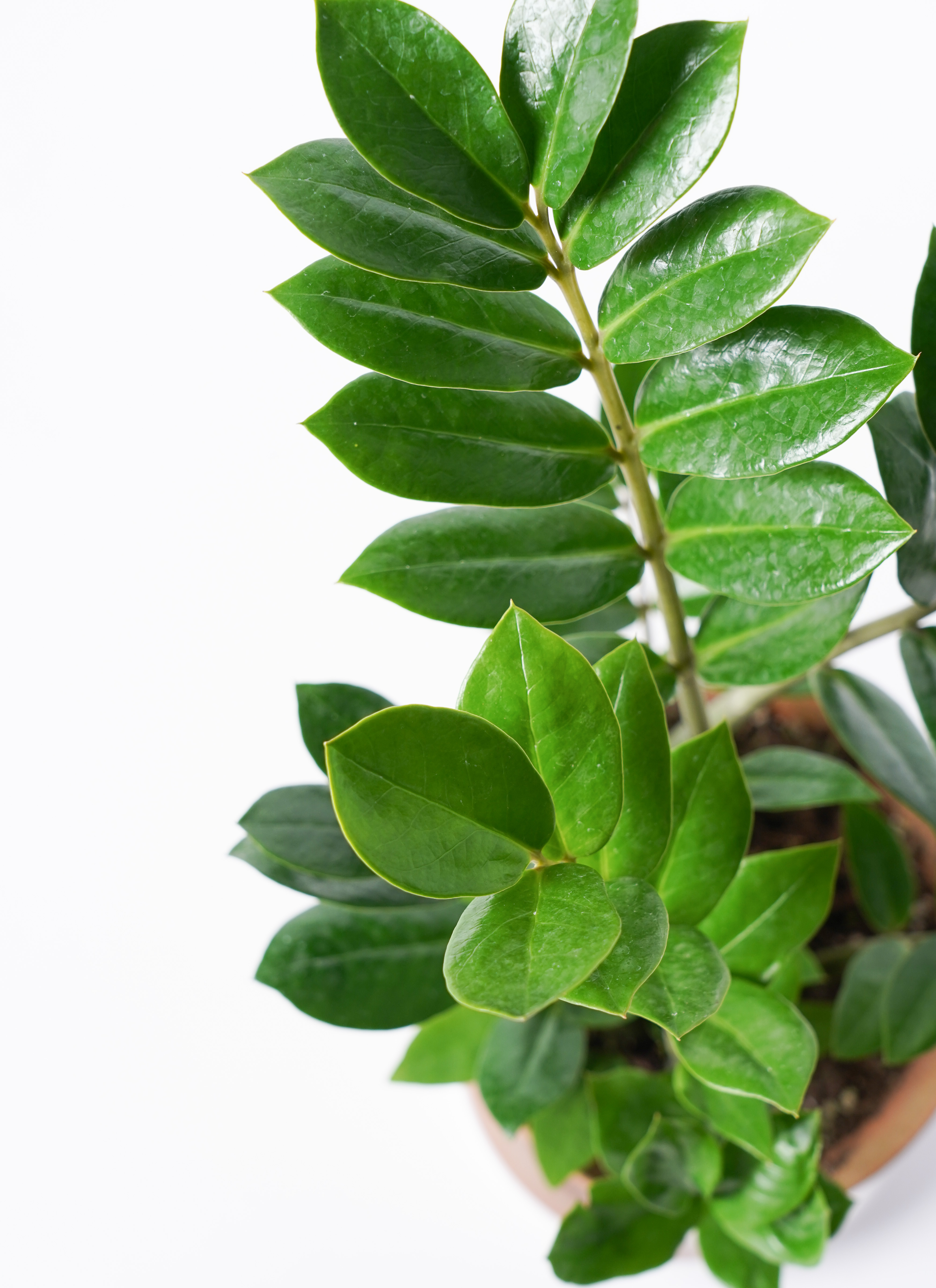 観葉植物 ザミオクルカス 6号 エステリ ピンク 付き | 観葉植物なら