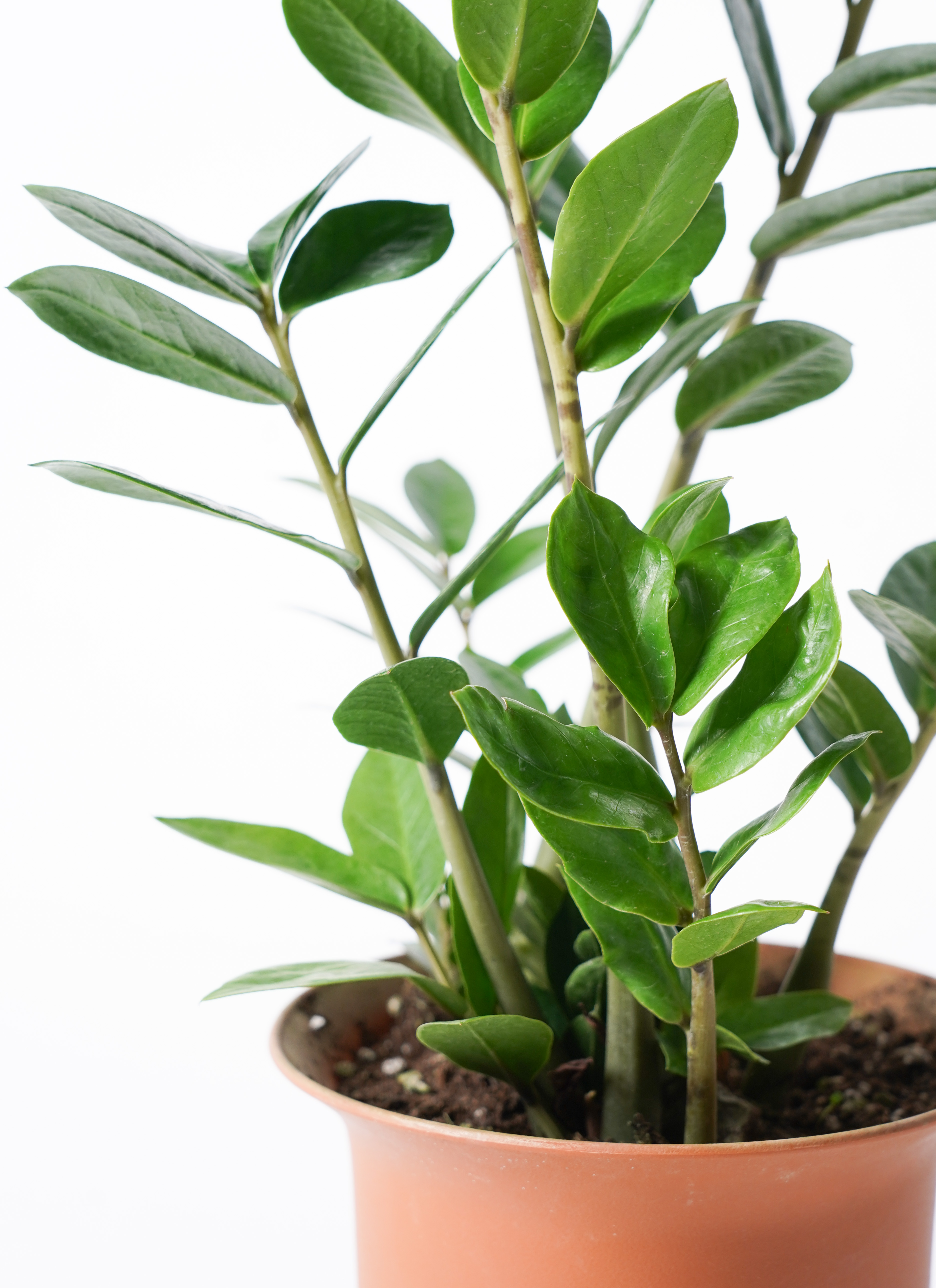 観葉植物 ザミオクルカス 6号 エステリ ピンク 付き | 観葉植物なら
