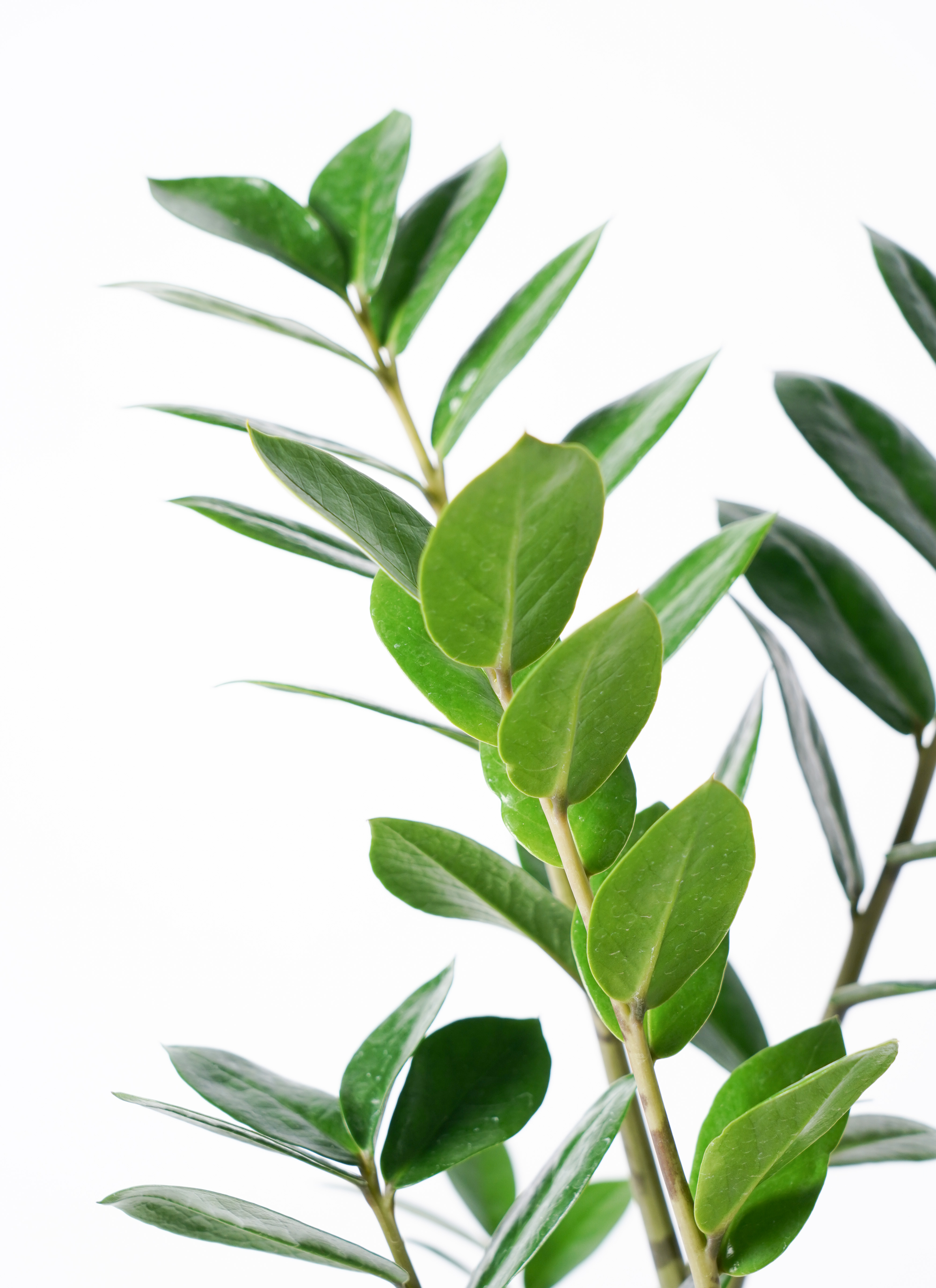 観葉植物 ザミオクルカス 6号 Ceramic Pot (セラミック) 付き | 観葉