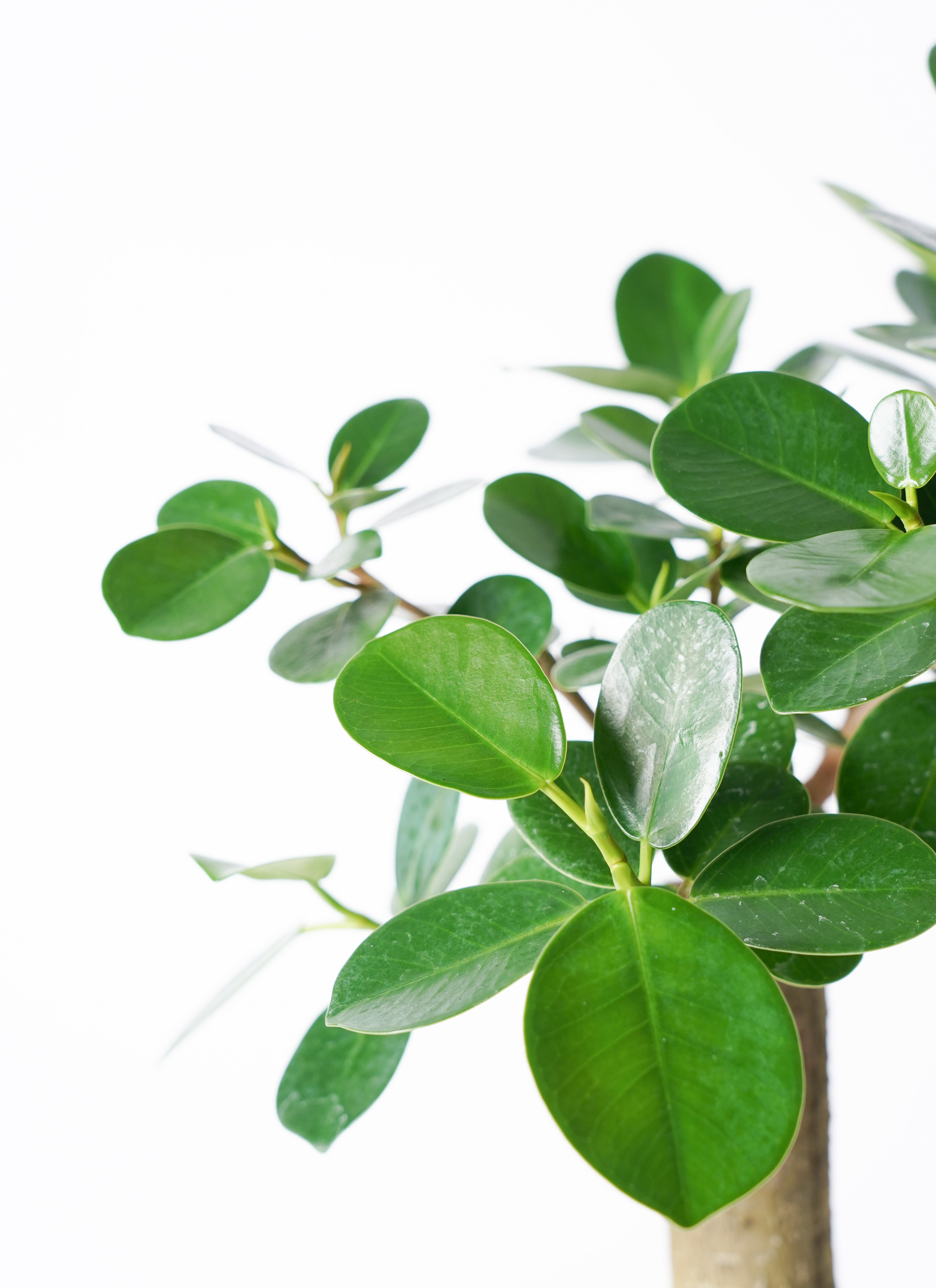 観葉植物 ガジュマル 6号 パンダ 朴仕立て エステリ ピンク 付き