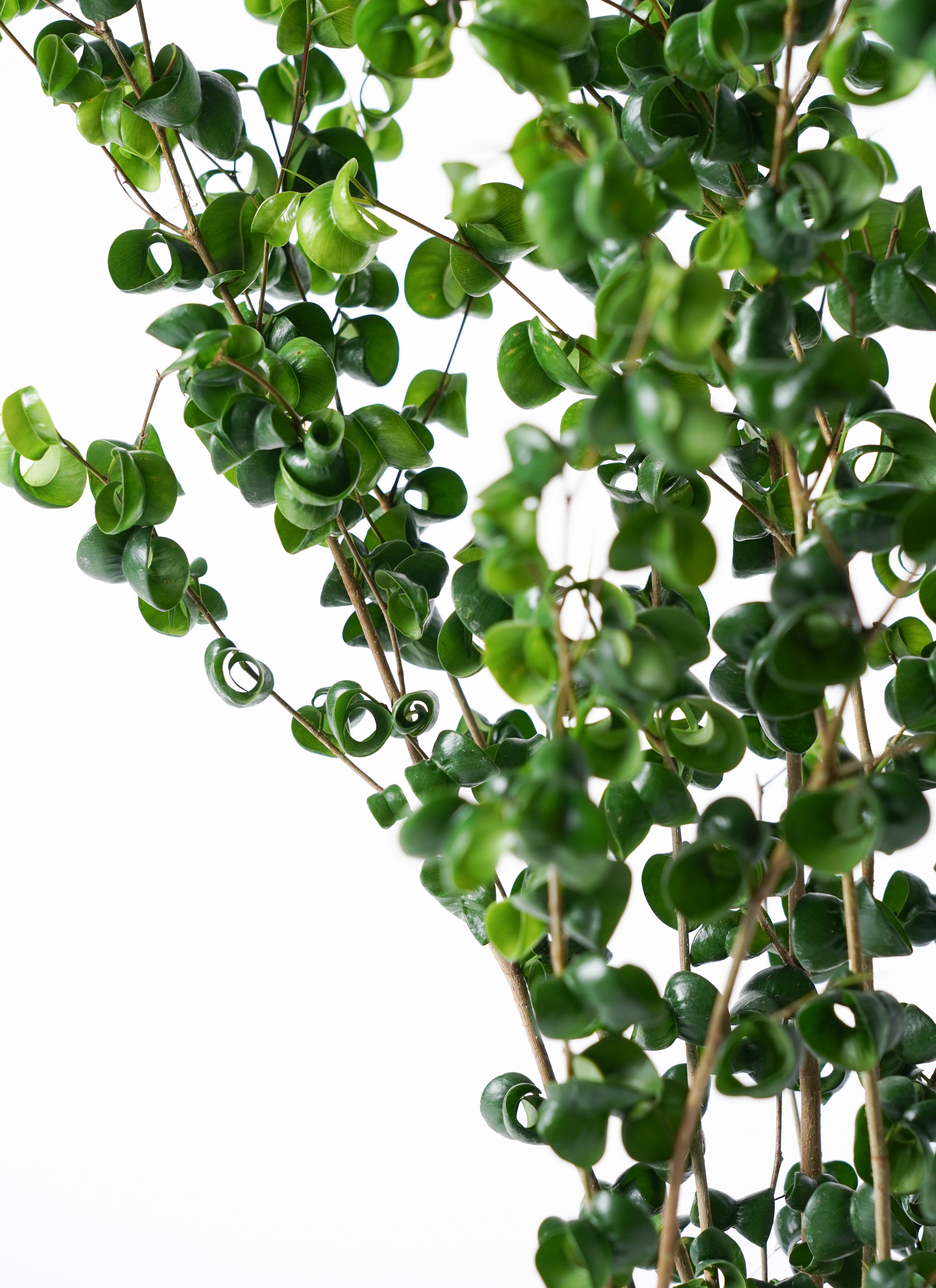 観葉植物 フィカス ベンジャミン 6号 バロック ラスターポット 付き